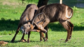 Waterbuck Antelope: One of The Largest Antelope Species in Africa by Familiarity With Animals (FWA) 445 views 3 weeks ago 4 minutes, 20 seconds