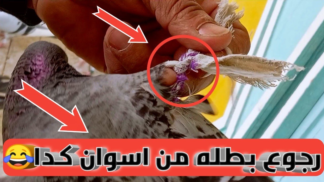 الحمام رجع من محطه اسوان متعلم بقماش😂نسبه الحمام المصاب كبيره من محطه اسوان 2023