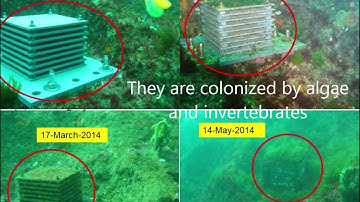 Autonomous Reef Monitoring Structures (ARMS) installation and use