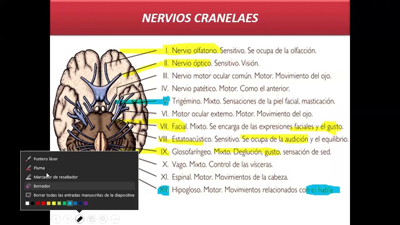 S17 Anatomía - Sistema nervioso humano II (ABC)