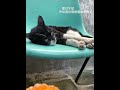 On a summer nap, I dream a short story that seems real or fake2020 04 17 18 54 summer