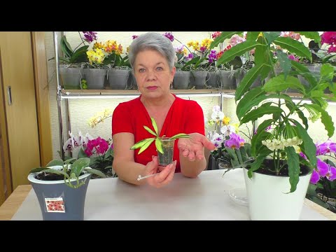 Video: Pelorik Orchid: valokuvia, lajikkeita ja kotihoitoa