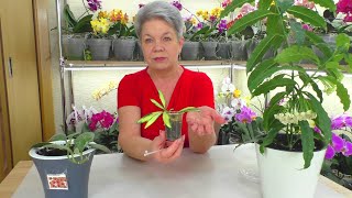 Хойи - Простой уход и красивое цветение. Новые покупки с выставки цветов.