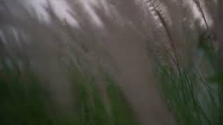 14534567 hd 1920 1080 24fps