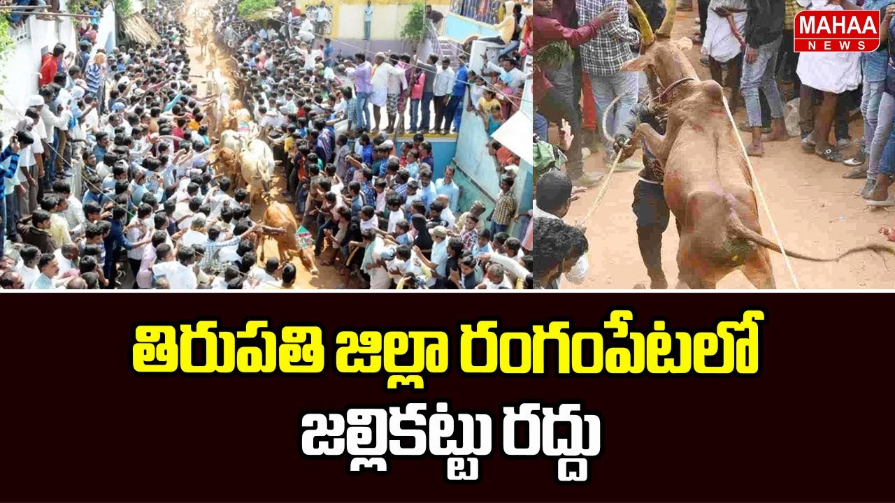 తిరుపతి జిల్లా రంగంపేటలో జల్లికట్టు రద్దు | High Tension on Jallikattu At Tirupati | Mahaa News