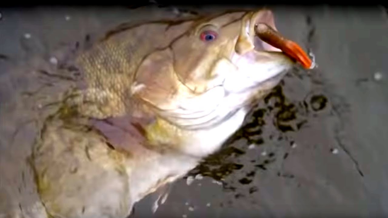 Bed Fishing GIANT Wisconsin Smallmouth Bass Bed Fishing Tips 2019