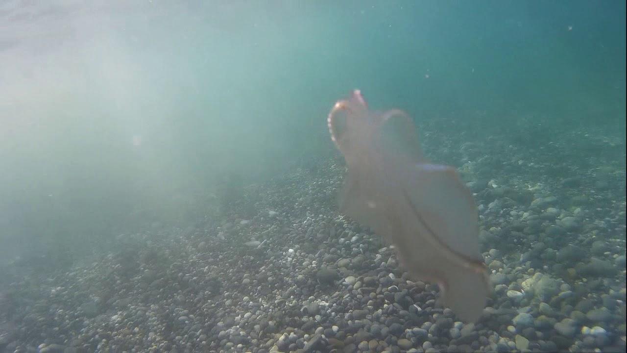 Море оптики меганом