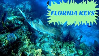 Snorkeling The Florida Keys (Looe Key Reef 4K)