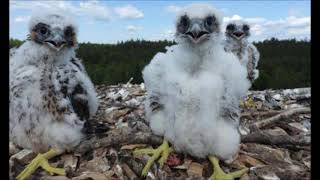 30 04 2025 E elsendo de Pola RetRadio