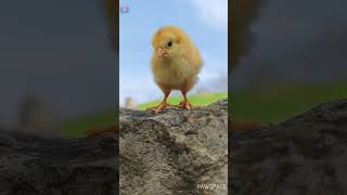 Cute Puppy And Chicks😀#Shorts  #Cute