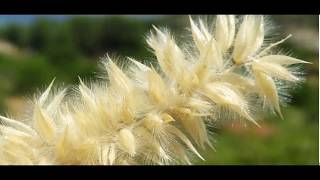 Silky spike melic   Melica ciliata    Hairy melic   Greece