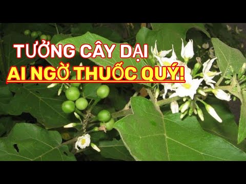Video Cây cà dại hoa trắng (cà nút áo): Tưởng 