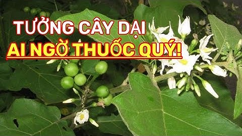 Cây cà dại hoa trắng (cà nút áo): Tưởng "cỏ dại" ai ngờ thuốc quý | Dược liệu Quý Việt Nam