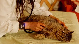 ASMR Head to Tail Examination with Taxi the Cat 🐱 (Veterinary Roleplay) screenshot 3