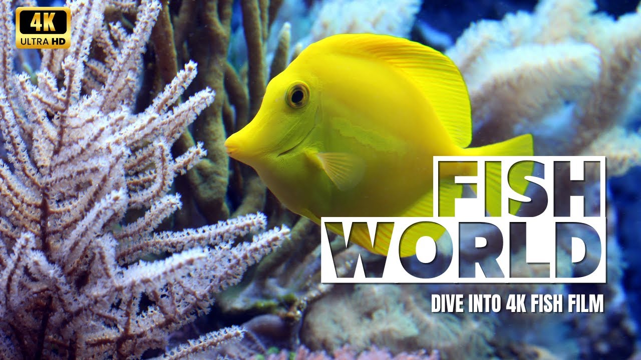 Aquarium Experience in Full Screen. Incredible underwater fish life. fish aquarium 4k YouTube