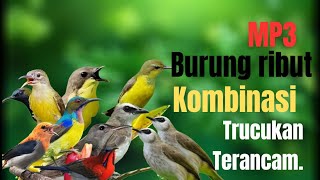 MP3 Pikat Burung Kecil Ribut Kombinasi Trucukan Terancam.
