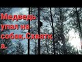 Медведь упал на собак с дерева,схватка.