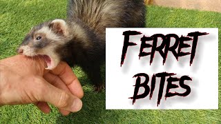 Watch these Ferrets BITE ME! - A GUIDE for why Ferrets Bite