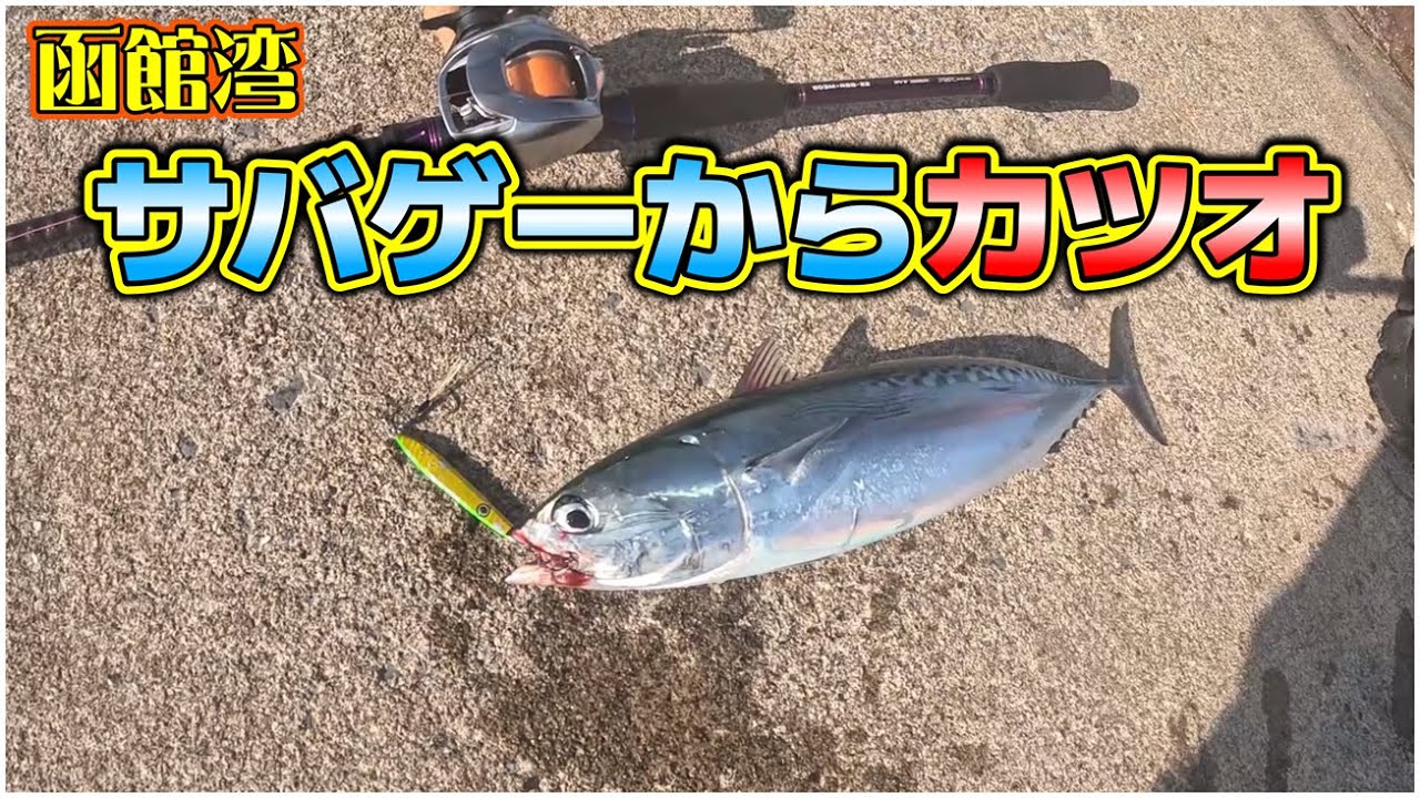 【北海道青物2025】函館：サバゲーから『カツオ』もこんにちは！
