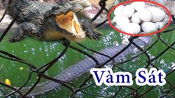 Đi Cần Giờ tham quan KDL Sinh Thái Vàm Sát - Leo lên Tháp Tang Bồng độ cao 26m
