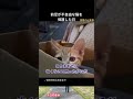 前足が不自由な猫を保護した日 #保護猫