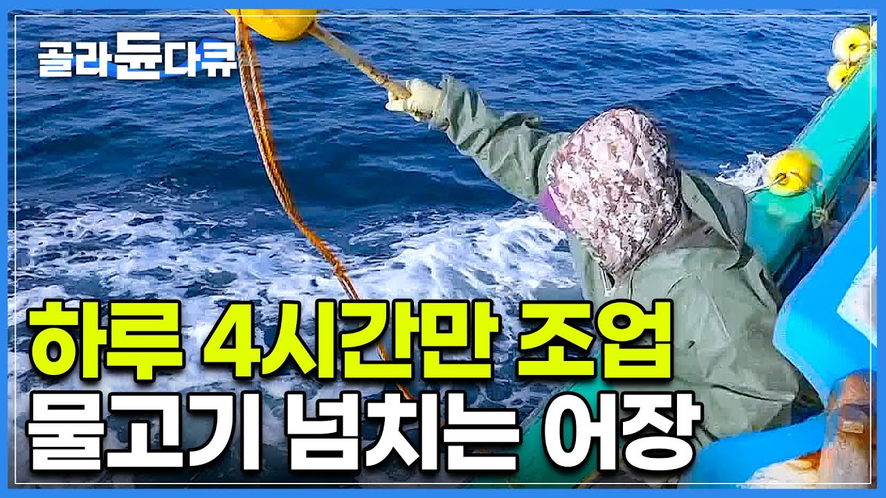 하루 4시간 제한하니 던지는 대로 커다란 물고기가 쏟아진다!┃대광어 대문어 가자미 물곰 먼저 잡는 사람이 임자! 한국 최대 황금어장┃저도어장 사람들┃극한직업┃#골라듄다큐