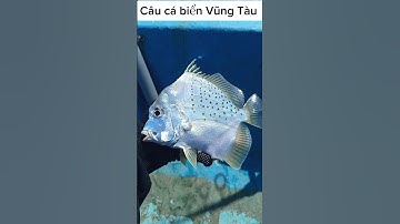 Câu cá đục dính 3 em bàn sa. Câu cá biển Vũng Tàu #caucabien #sea fishing