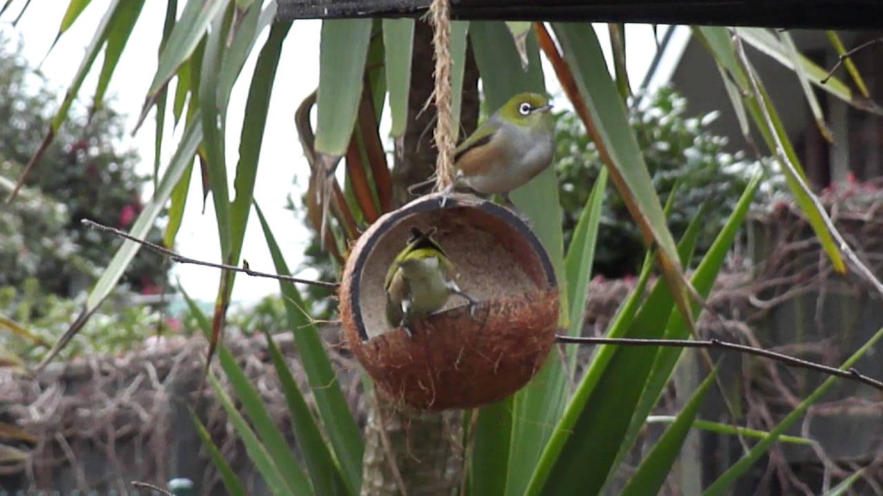 Wild Bird Coconut Feeder New Plymouth New Zealand Youtube
