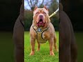 agar ek Takalkar alabai 2pitbull se bhid jaye to kon jeetega #pitbull #pitbull ' #purab