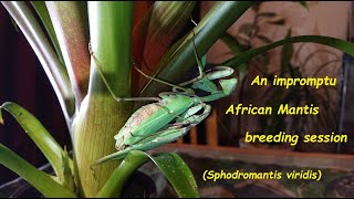 An impromptu African Mantis breeding session. (Sphodromantis viridis)
