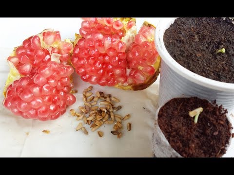 Video Cách ươm hạt lựu lấy từ trái - Hướng dẫn trồng lựu... - youtube