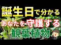 誕生日で分かる【あなたのラッキー観葉植物】を風水アドバイザーが解説します