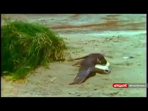 شکار شاهین زنده چطوری با تله حرفه ای شاهین شکار میکنند