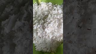 Simple happiness, drinking natural coconut water, Khmer-style banana leaf cake#fypシ #khmer #foryou