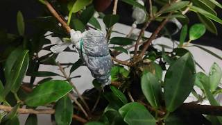Acodo Ficus panda o Ficus green emerald... bonsai para principiantes... Bonsai tree