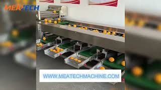 Roller Sorting Machine for Vegetables & Fruits | Food Processing Equipment