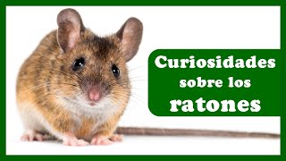 🐭 Lo que no sabes sobre los ratones [13 Curiosidades]