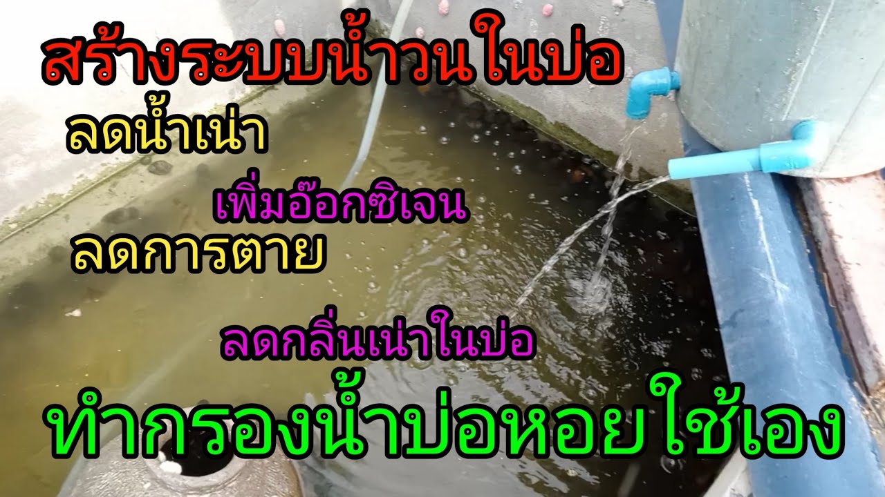 เกษตรคนเถื่อน: Ep.12 ทำถังกรองเองเอง ทำระบบน้ำวน เลี้ยงหอยเชอร์รี่ในบ่อปูน  Pomacea canaliculata