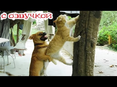 ПРИКОЛЫ С КОТАМИ! Самая смешная озвучка животных! ДО СЛЁЗ 2023!