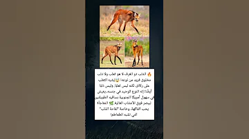 اذب ذو العرف لاهو ثعلب ولا ذئب مخلوق فريد من نوعه الجزائر السعودية المغرب لايك ترند 