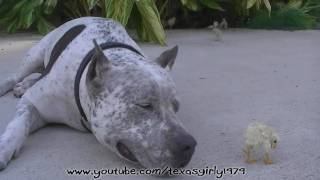 Pit Bull Sharky With Chicks Day