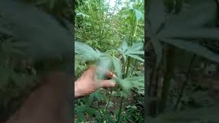 post defoliation Sweet Fire Lemmangnesia Guerilla Breeding Gorilla Grow Outdoor UK 2022 Cannabis