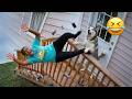 Dogs Being Absolutely Hilarious 😂 Funniest Animal Fails and Moments 2026