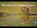 Exciting news from the red squirrel project! / newyddion cyffroes o&#39;r prosiect wiwer goch!