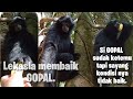 Pantasan udh dua hari ternyata keadaan mu gini gopal 