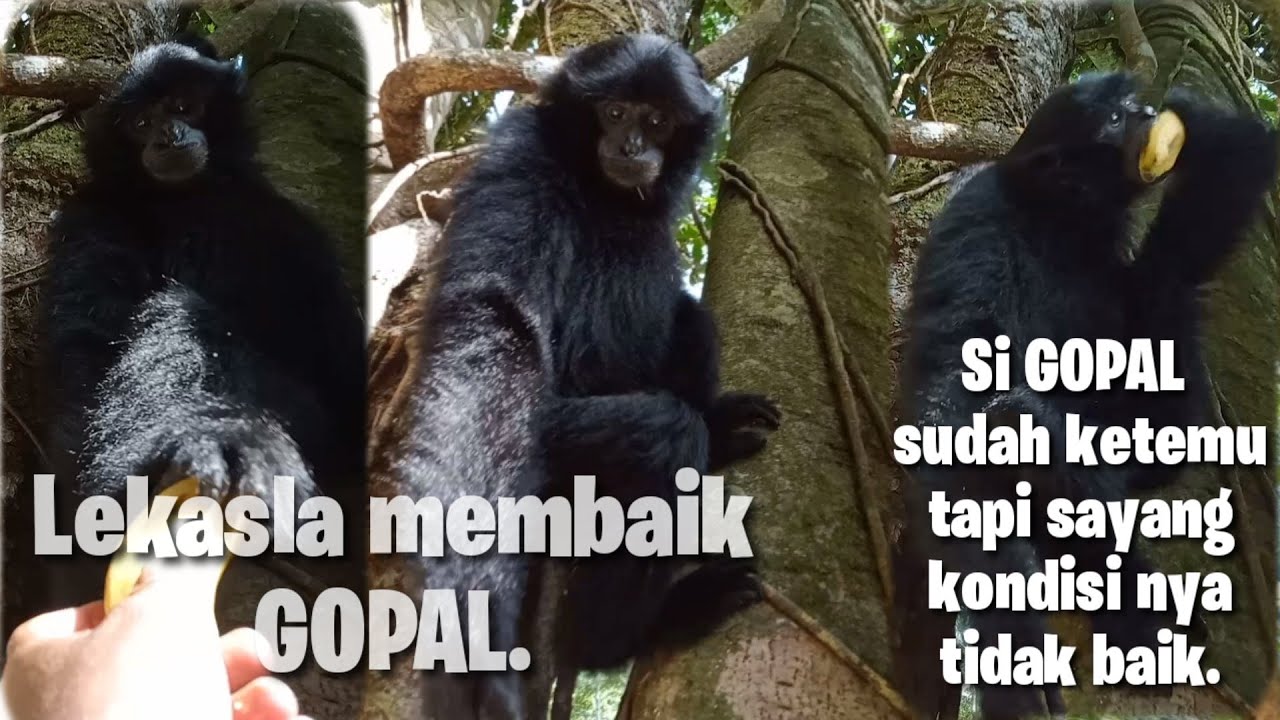 PANTASAN udh dua hari ternyata keadaan mu gini GOPAL 🥺🥺🥺