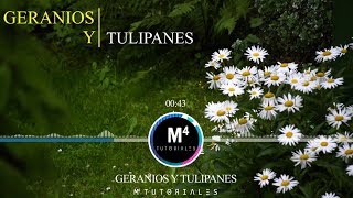 Geranios y Tulipanes Lirios y Claveles - Full HD chords