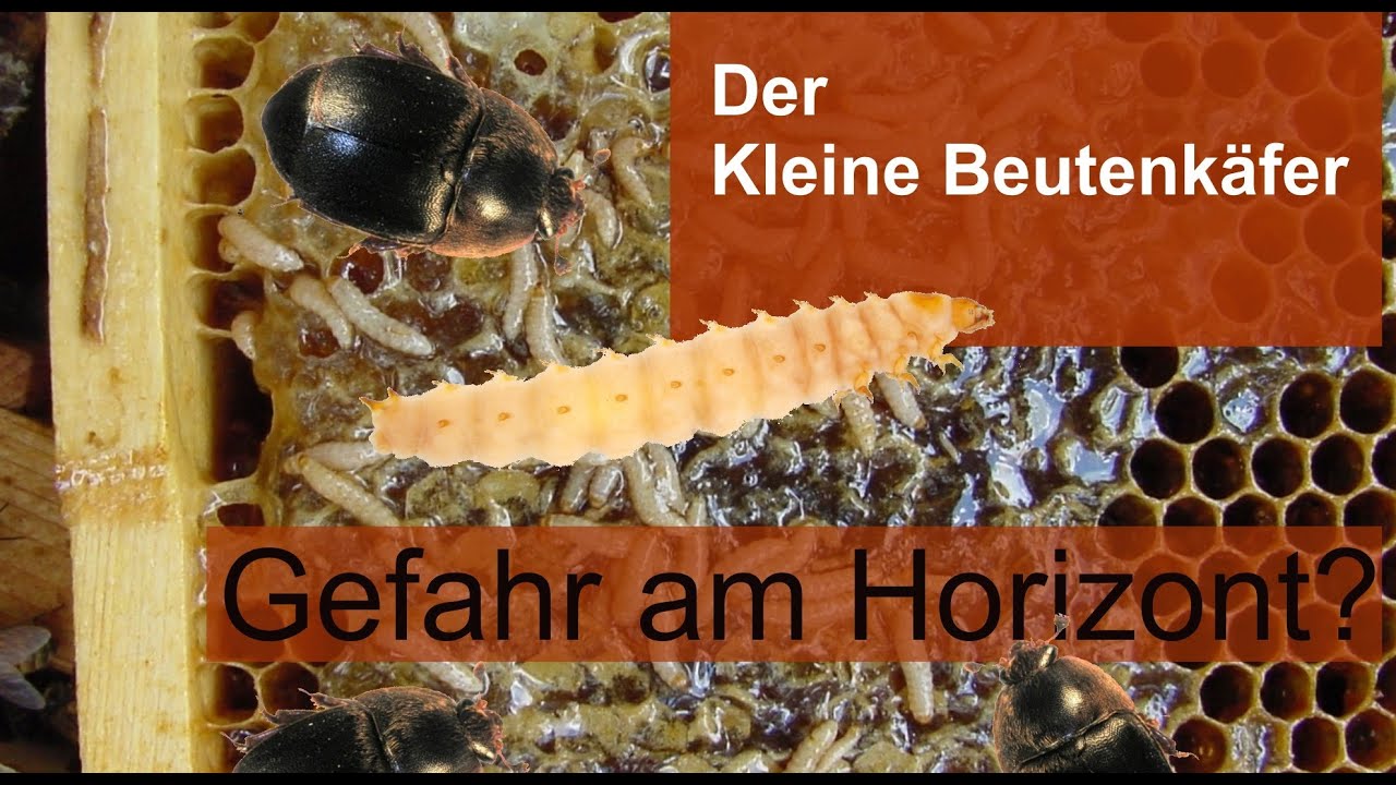 Update Der Kleine Beutenkäfer - worauf müssen wir uns einstellen?