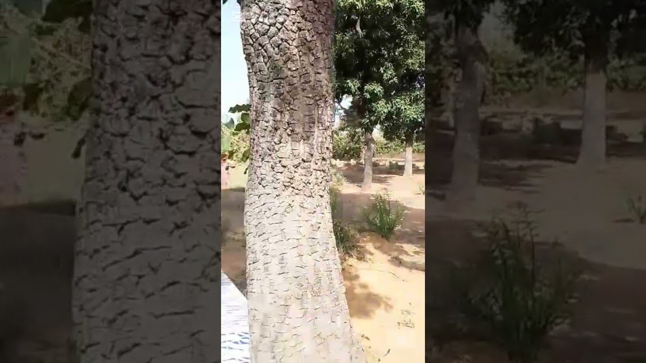Clôture du mois de Novembre au cimetière municipal de N'dali par la FSAP