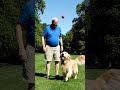 Grandfather playing fetch with a golden retriever. Football playing dog.